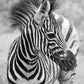 A0 Portrait Marty the Zebra Photographer: Michel Darebny Limited to 50